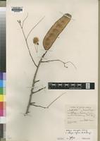 Type of Albizia brevifolia Schinz [family LEGUMINOSAE]