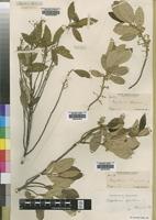 Kiggelaria africana L. [family FLACOURTIACEAE]