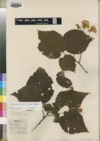 Type of Dombeya nairobensis Engl. [family STERCULIACEAE]