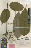 Isotype of Cupaniopsis caudata Merr. & L.M.Perry [family SAPINDACEAE]