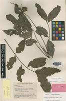 Isotype of Harpullia vaga Merr. & L.M.Perry [family SAPINDACEAE]