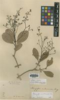 Isotype of Mangifera andamanica King [family ANACARDIACEAE]