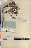 Type of Fadogia caespitosa Robyns [family RUBIACEAE]