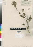 Type of Pavetta buzica S.Moore [family RUBIACEAE]