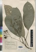 Isotype of Psychotria calceata E.M.A.Petit [family RUBIACEAE]