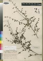 Holotype of Tinnea rhodesiana S.Moore [family LAMIACEAE]