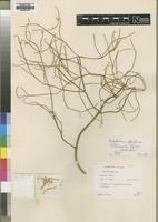 Holotype of Psilotrichum aphyllum C.C.Towns. [family AMARANTHACEAE]