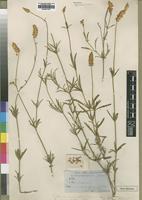 Type of Centema biflora Schinz [family AMARANTHACEAE]