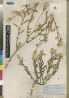 Type of Celosia welwitschii Schinz [family AMARANTHACEAE]