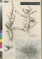 Type of Suaeda micromeris Brenan [family CHENOPODIACEAE]
