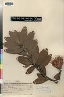 Isotype of Protea kingaensis Engl. [family PROTEACEAE]