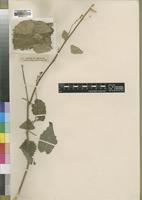 Type of Tragia balfourii Prain [family EUPHORBIACEAE]