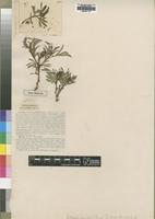 Type of Jatropha monroi S.Moore [family EUPHORBIACEAE]