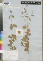 Isotype of Mercurialis caffra Meisn. [family EUPHORBIACEAE]