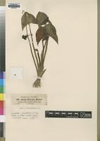 Isotype of Alisma kotschyi Hochst. [family ALISMATACEAE]