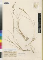 Type of Schmidtia glabra Pilg. [family POACEAE]