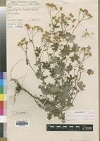 Type of Cineraria mazoensis S.Moore [family ASTERACEAE]