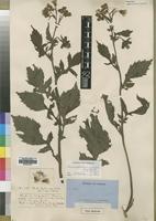 Type of Crassocephalum diversifolium Hiern var. crepidioides [family ASTERACEAE]