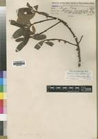 Isosyntype of Rapanea pulchra Gilg&G.Schellenb. [family MYRSINACEAE]