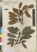 Holotype of Chrysophyllum fulvum S.Moore [family SAPOTACEAE]