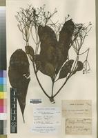 Isotype of Rauvolfia mayombensis Pellegr. [family APOCYNACEAE]