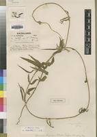 Type of Ceropegia hispidipes S.Moore [family ASCLEPIADACEAE]