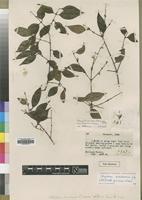 Holotype of Strychnos micans S.Moore [family LOGANIACEAE]