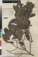 Lectotype of Strychnos polyphylla Gilg&Busse [family LOGANIACEAE]
