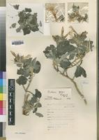 Type of Barleria popovii Verdc. [family ACANTHACEAE]