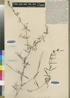 Syntype of Justicia lorteae Rendle [family ACANTHACEAE]