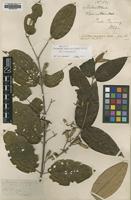 Holotype of Melastoma nemorosa Jack [family MELASTOMATACEAE]