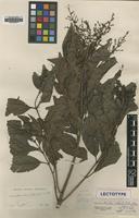Type of Wendlandia wallichii Wight & Arn. [family RUBIACEAE]
