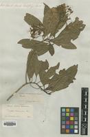 Type of Pavetta hohenackeri Bremek. [family RUBIACEAE]