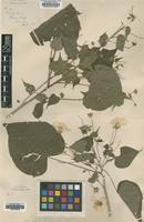 Type of Abutilon listeri Baker f. [family MALVACEAE]