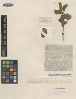 Type of Acalypha forbesii S.Moore [family EUPHORBIACEAE]