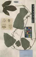 Type of Physedra heterophylla A.Chev. [family CUCURBITACEAE]