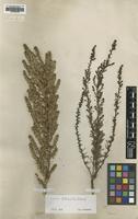 Type of Salsola baccifera Pall. [family CHENOPODIACEAE]