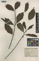 Type of Lindera wrayi Gamble [family LAURACEAE]