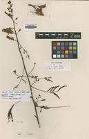 Type of Schrankia glabra Benth. [family LEGUMINOSAE]
