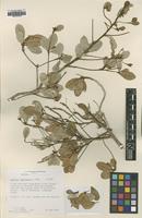 Type of Gesneria haitiensis L.E.Skog [family GESNERIACEAE]