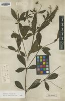 Type of Terminalia arbuscula Sw. [family COMBRETACEAE]