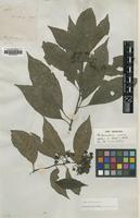 Type of Melanocarpum sprucei Hook.f. [family AMARANTHACEAE]