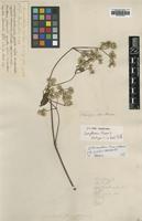 Isotype of Gomphrena flava L. [family AMARANTHACEAE]