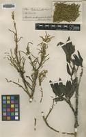 Type of Dendrophthora martinicensis Kuijt [family LORANTHACEAE]