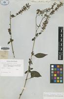 Neotype of Buddleja lindleyana Fortune [family SCROPHULARIACEAE]