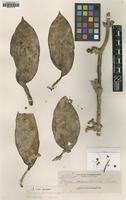 Isotype of Hoya crassicaulis Elmer ex Kloppenb. [family ASCLEPIADACEAE]