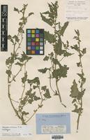 Type of Chenopodium erosum R.Br. [family CHENOPODIACEAE]