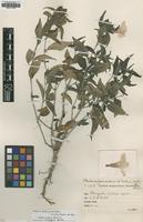 Isotype of Barleria jucunda Benoist var. pilosula [family ACANTHACEAE]