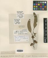 Isotype of Eucalyptus tereticornis Sm. [family MYRTACEAE]
