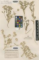 Type of Gomphrena cunninghamii (Moq.) Druce [family AMARANTHACEAE]